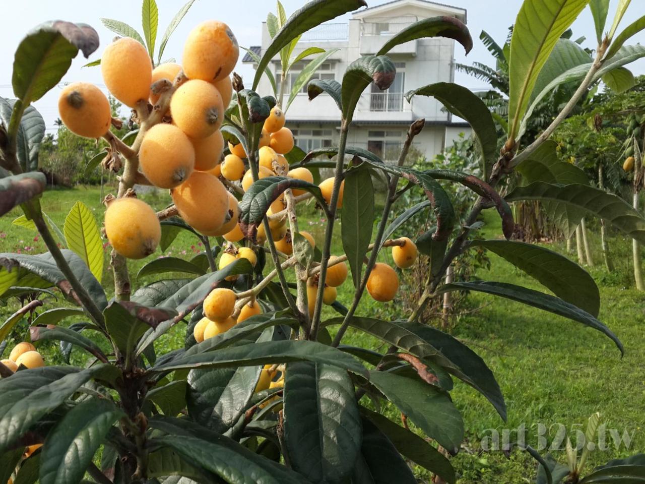 Yi Tian Homestay Fenglin Dış mekan fotoğraf